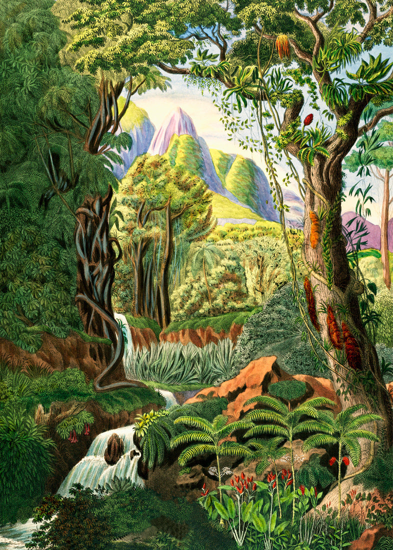 Jungle Scenery