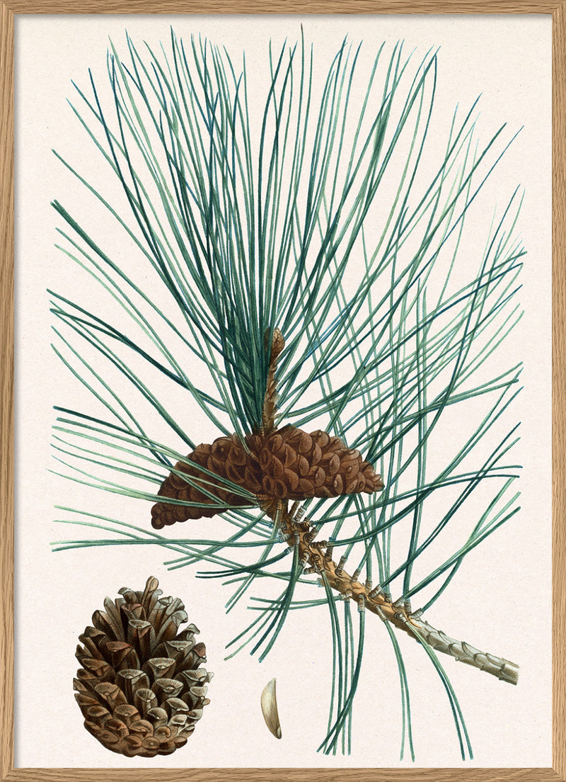 Pinus laricio - Pin laricio