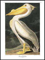 American White Pelican