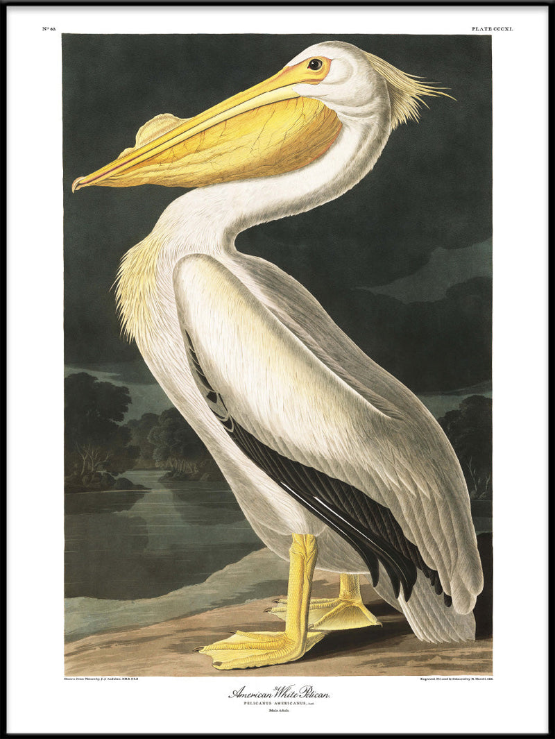 American White Pelican