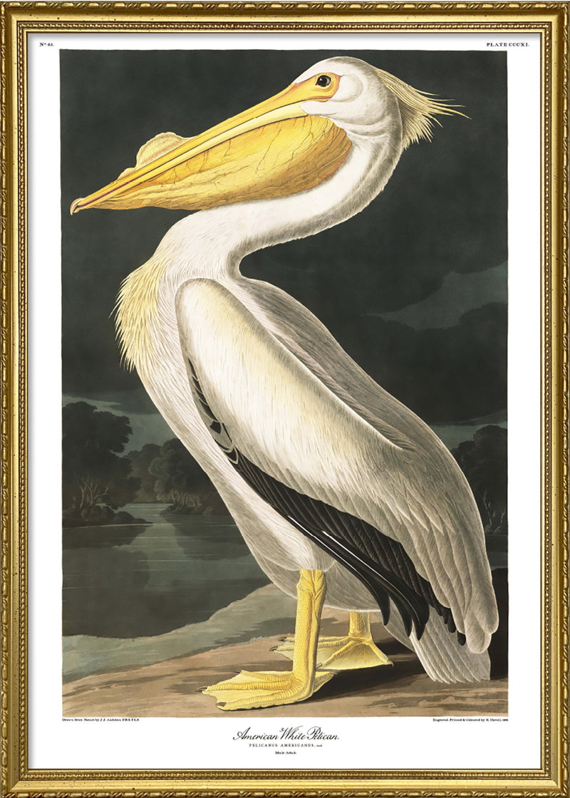 American White Pelican