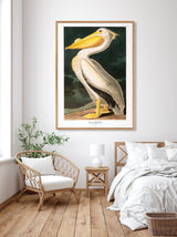 American White Pelican