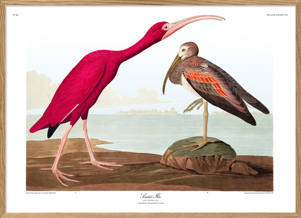 Scarlet Ibis