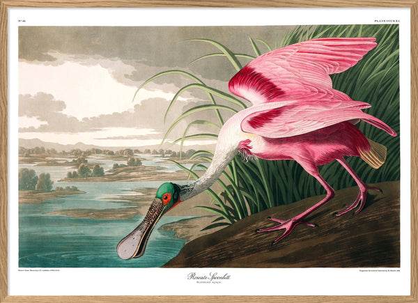 Roseate Spoonbill