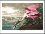 Roseate Spoonbill