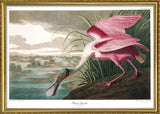 Roseate Spoonbill