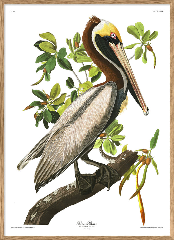 Brown Pelican