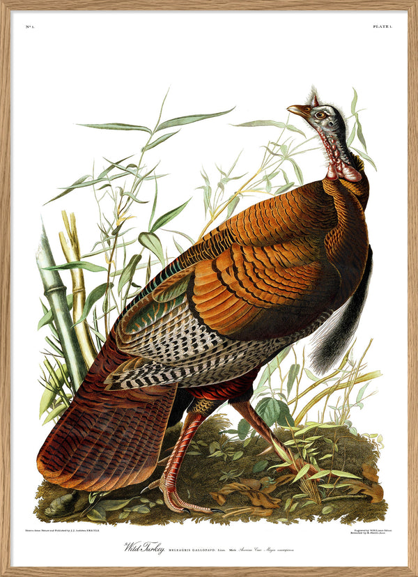 Wild Turkey