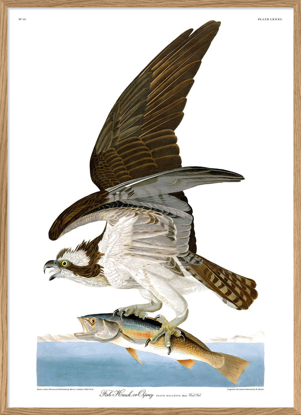 Fish Hawk or Osprey