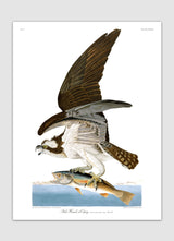 Fish Hawk or Osprey