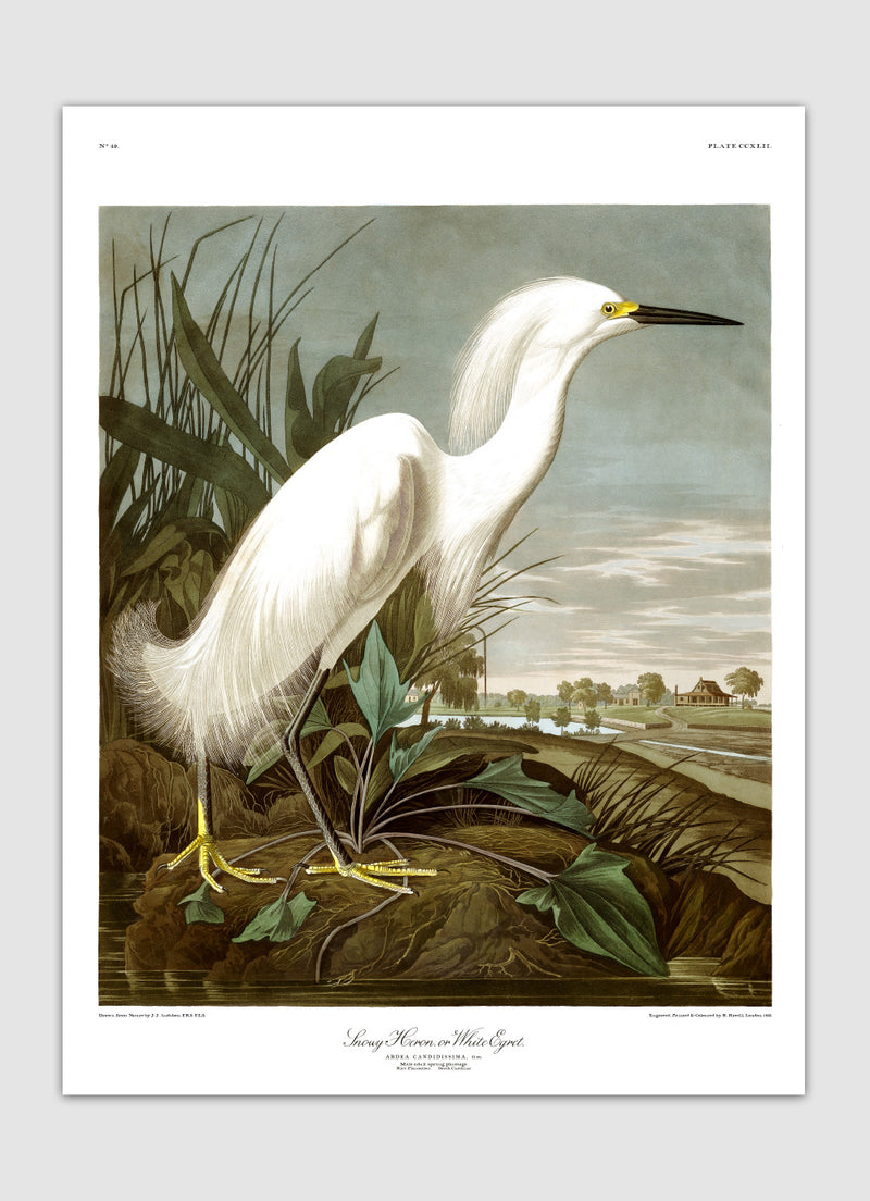 Snowy Heron