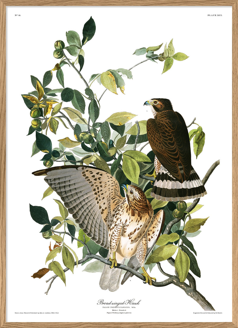 Broad Winged Hawk