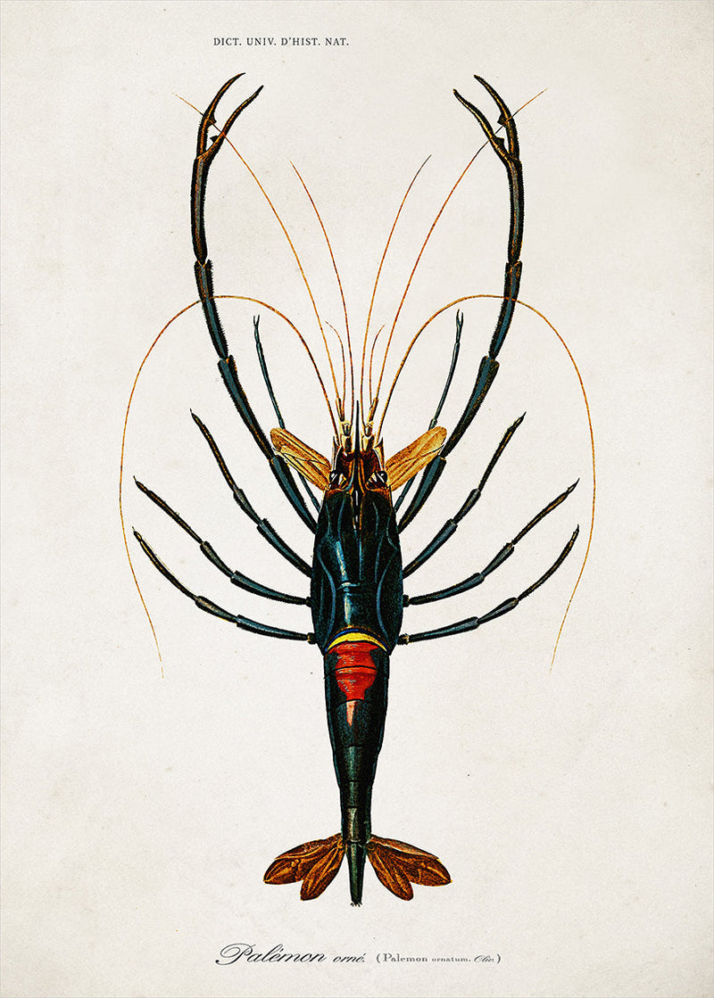 Crayfish
