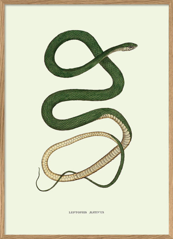 Leptophis Æstivus