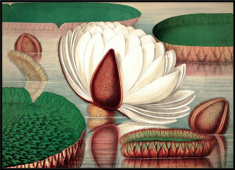 Nymphaeaceae