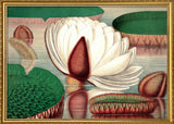 Nymphaeaceae