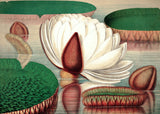 Nymphaeaceae
