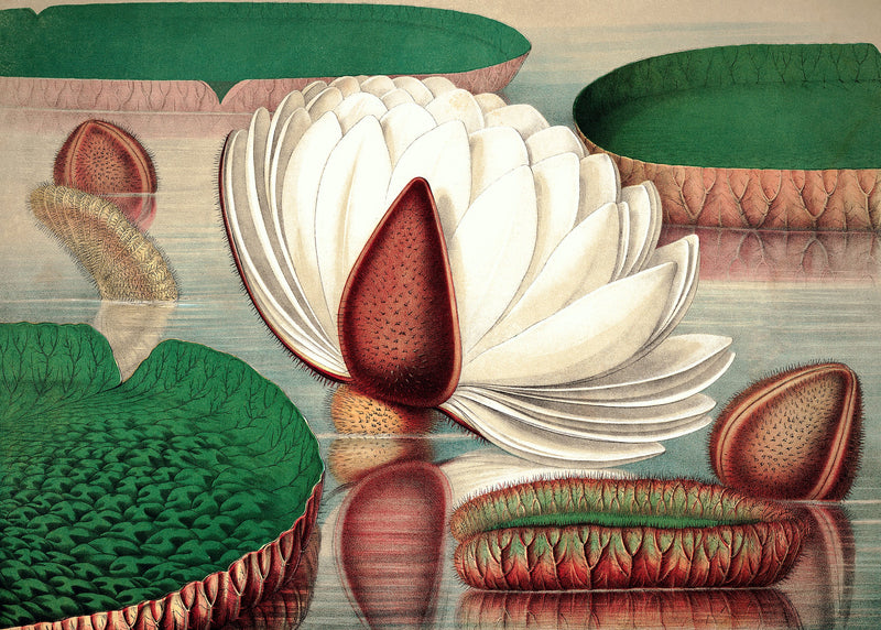 Nymphaeaceae