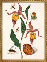Orange Lillies, Insects & a Shell