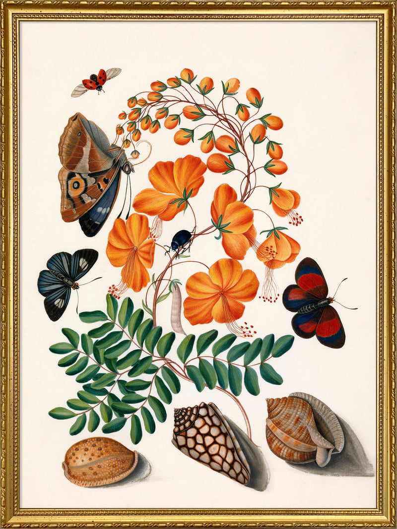Two Butterflies, Orange Flower & Seashells