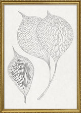 Ferns