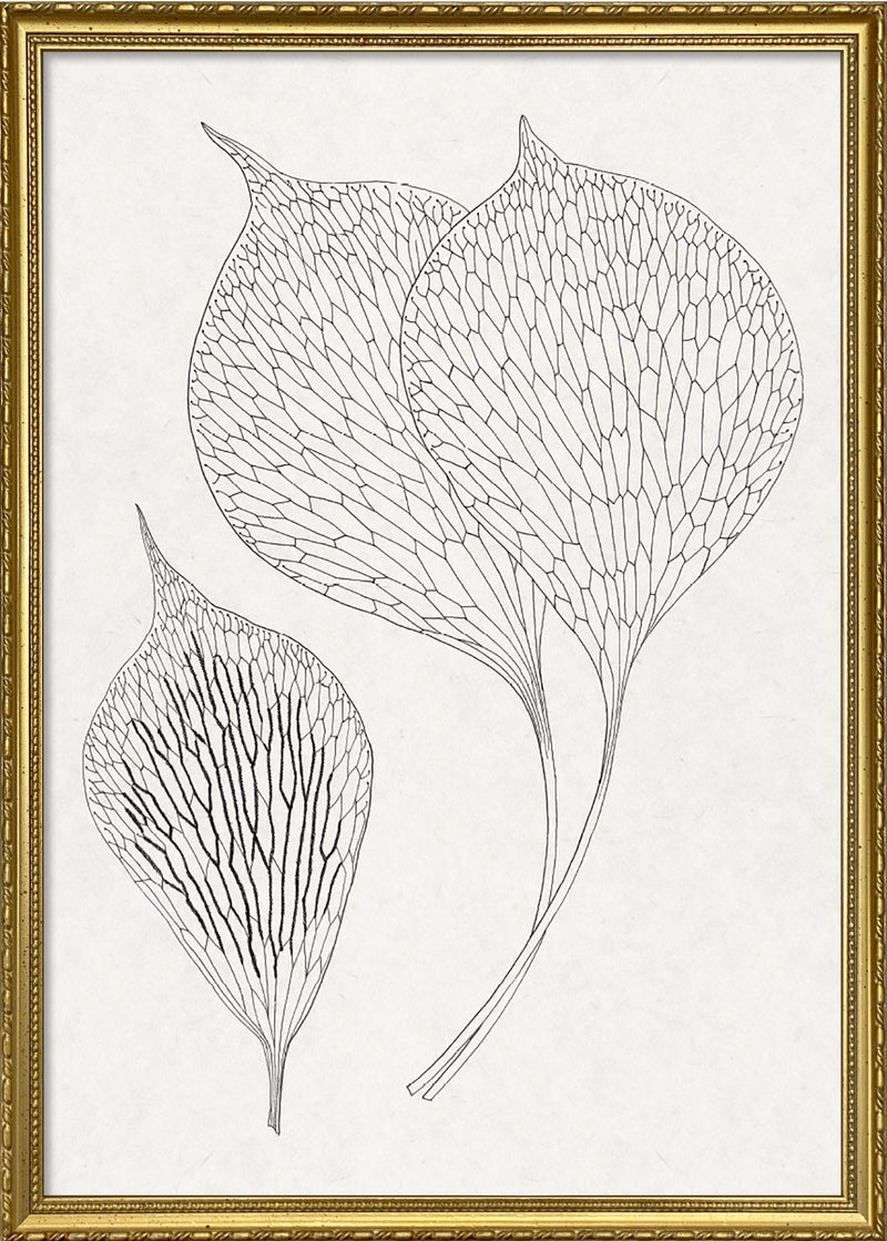 Ferns
