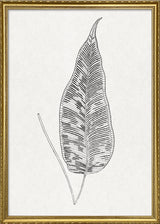 Ferns