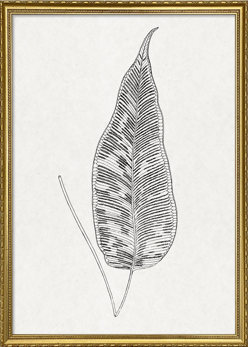 Ferns