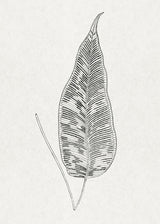 Ferns