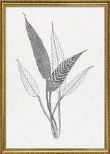 Ferns