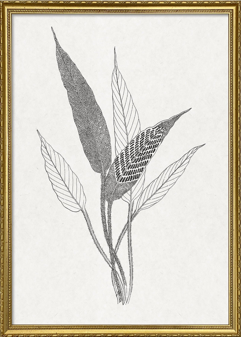 Ferns