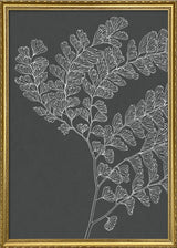 Ferns