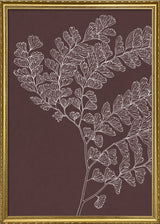 Ferns