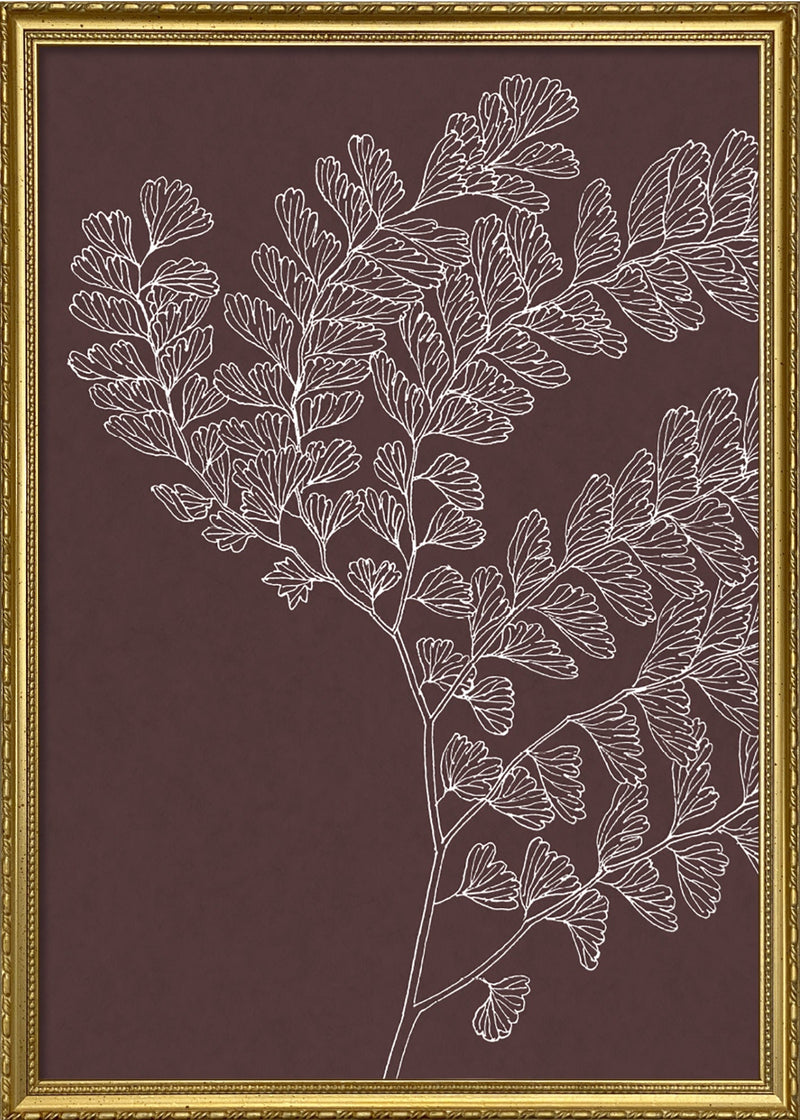 Ferns