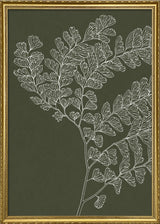 Ferns
