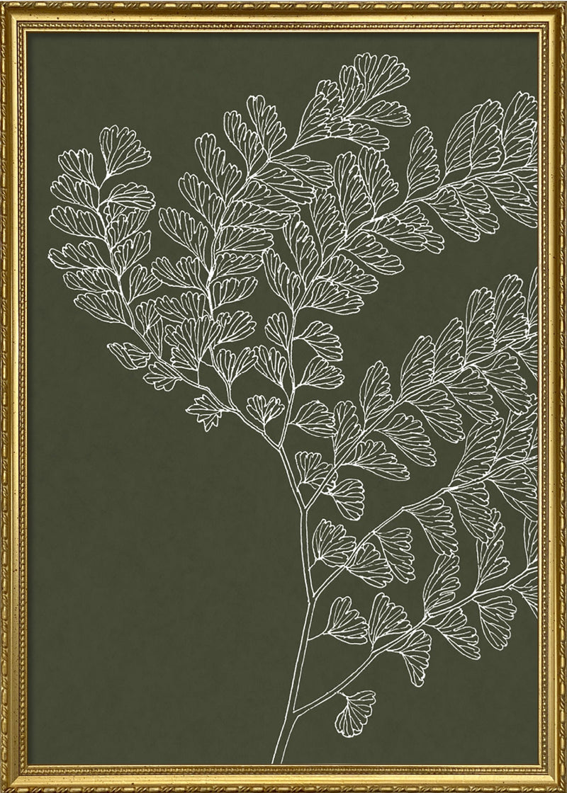 Ferns