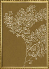 Ferns