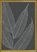 Ferns