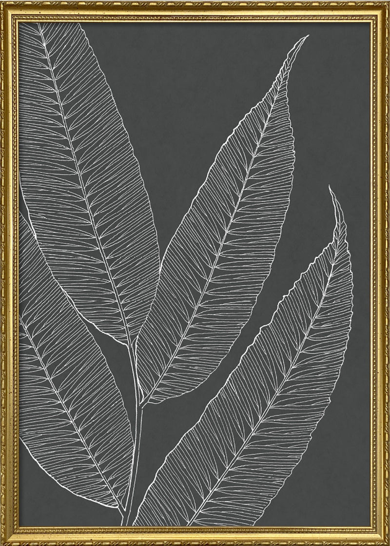 Ferns