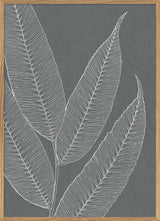 Ferns