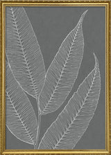 Ferns