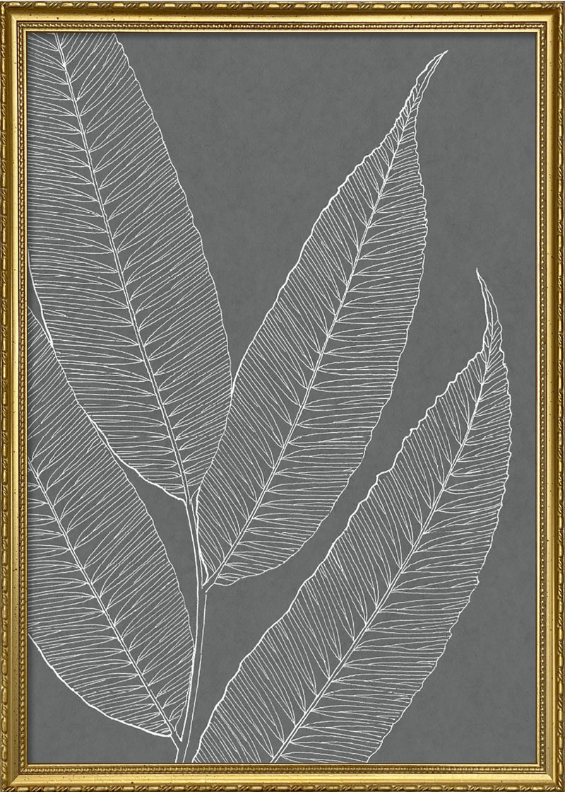 Ferns