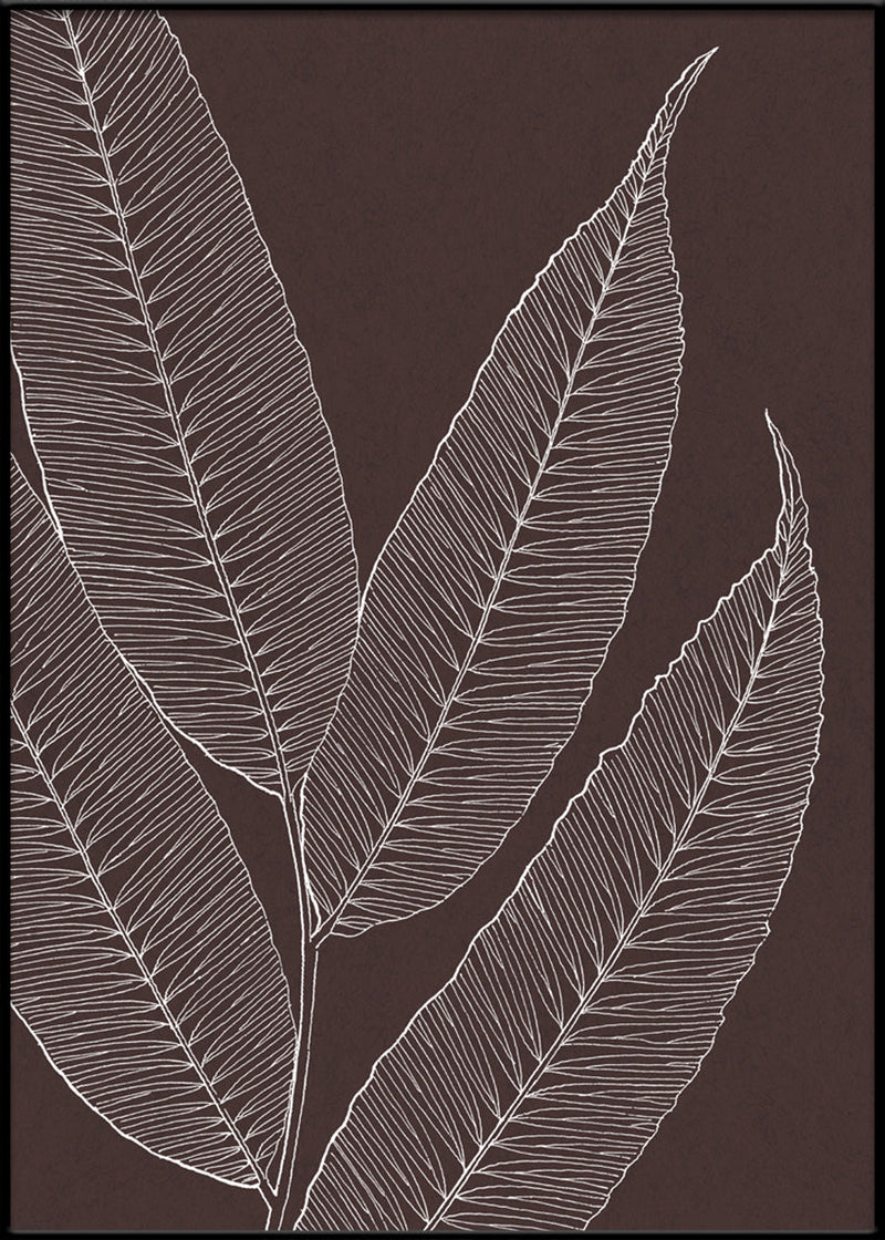Ferns