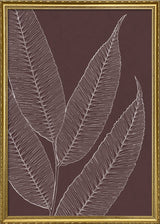 Ferns