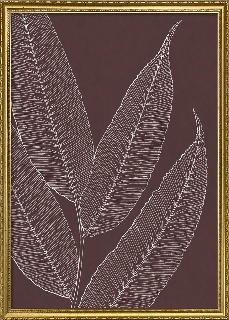 Ferns