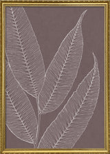 Ferns