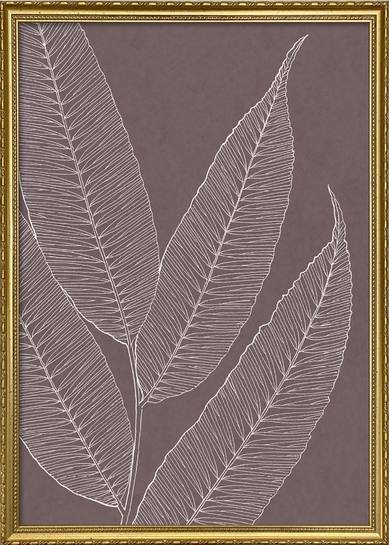Ferns
