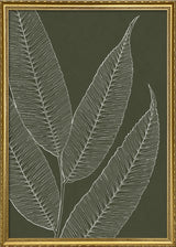 Ferns