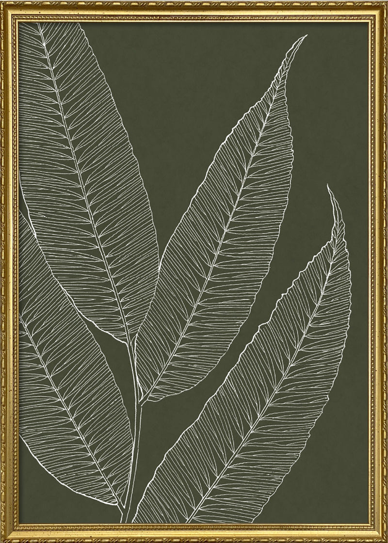Ferns