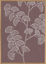 Ferns
